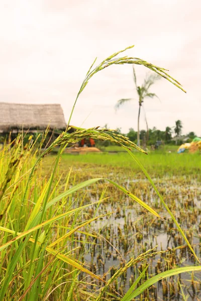 Rice Field Countryside Thailand — Stok Foto