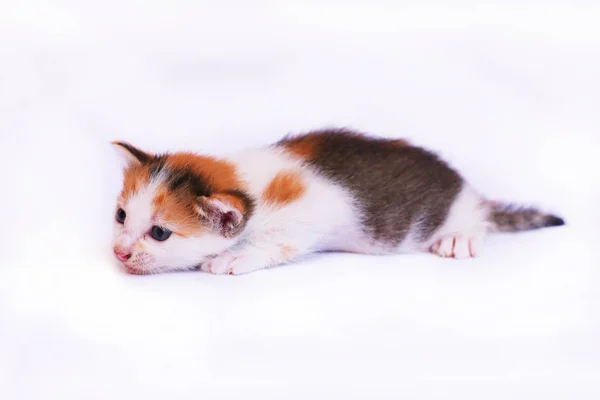 Kucing Kecil Yang Lucu Latar Belakang Putih — Stok Foto