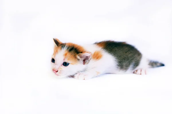 Gatinho Bonito Fundo Branco — Fotografia de Stock