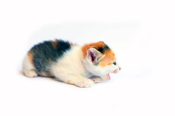 Beyaz Arka Planda Sevimli Küçük Kedi Yavrusu — Stok fotoğraf