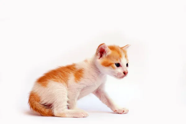 Kucing Kecil Yang Lucu Latar Belakang Putih — Stok Foto