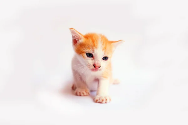 Gatinho Bonito Fundo Branco — Fotografia de Stock