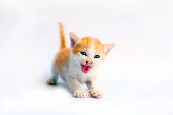 Roztomilé Koťátko Bílém Pozadí — Stock fotografie