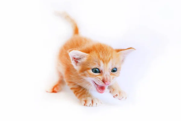 Roztomilé Koťátko Bílém Pozadí — Stock fotografie