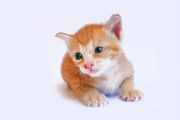 Kucing Kecil Yang Lucu Latar Belakang Putih — Stok Foto