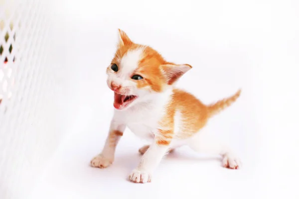 Kucing Kecil Yang Lucu Latar Belakang Putih — Stok Foto