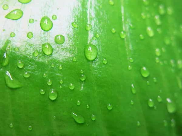 Water Drops Green Leaf Close Stock Picture