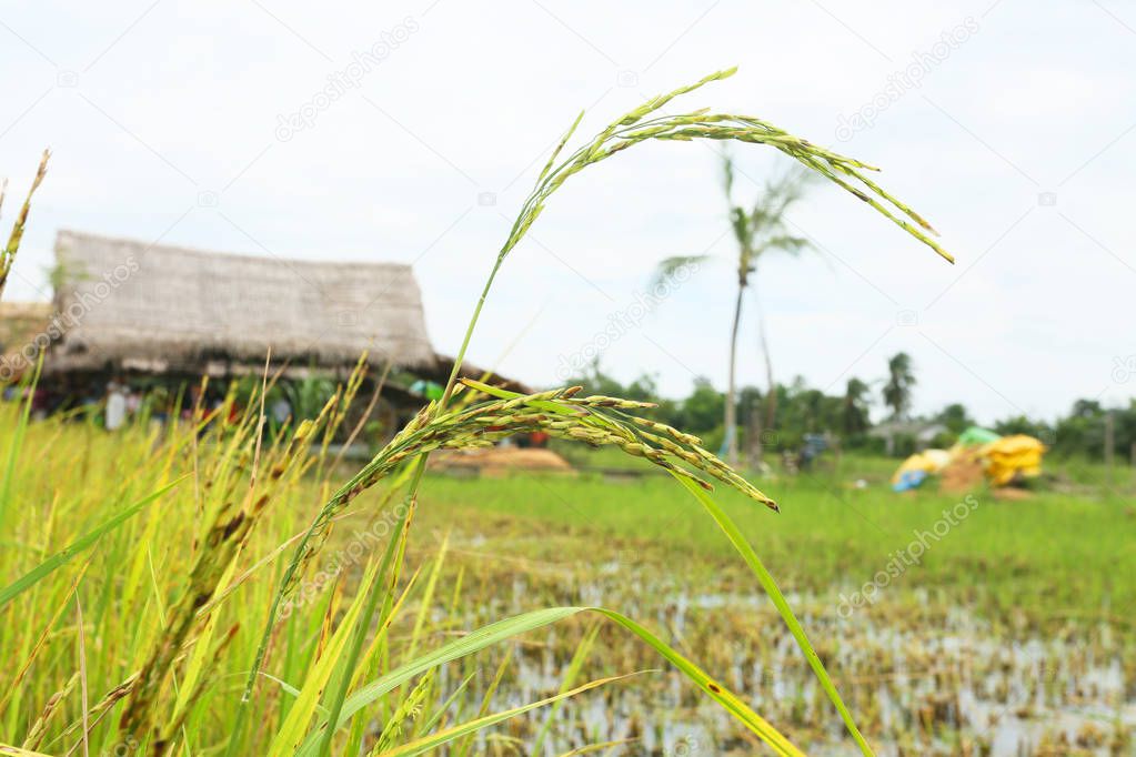 rice field in the countryside 