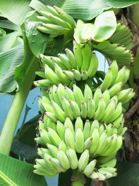 Ağaçta yeşil muzlar, yakın plan.