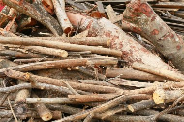 Ormanda kuru odun yığını