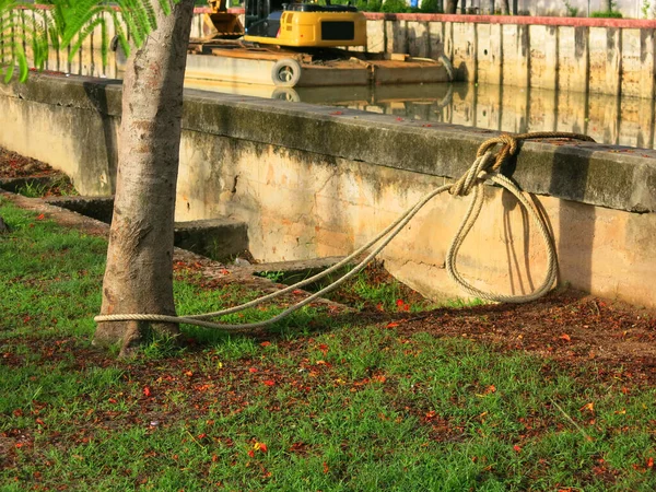 Rope Tied Tree Shore — Foto Stock