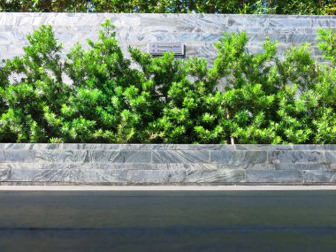beautiful green plants in park at sunny day