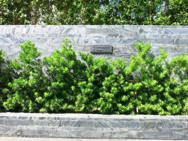 beautiful green plants in park at sunny day