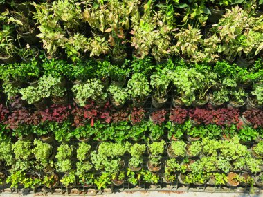 Bahçedeki taze yeşil bitkilerin yakın görüntüsü 