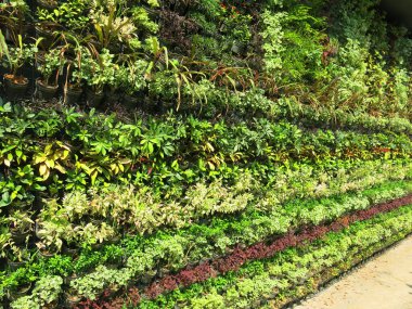 Bahçedeki taze yeşil bitkilerin yakın görüntüsü 