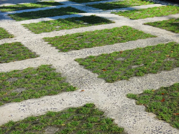 Close View Fresh Green Plants Garden — Stock Photo, Image