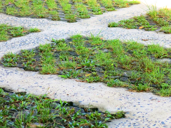 Close View Fresh Green Plants Garden — ストック写真