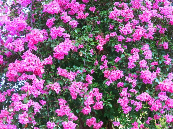 Beautiful Flowers Garden — Stock Photo, Image