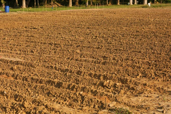 Yellow soils pattern in the field.