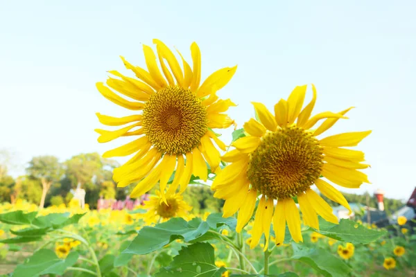 Close View Beautiful Blooming Sunflowers Field — Stock Photo, Image