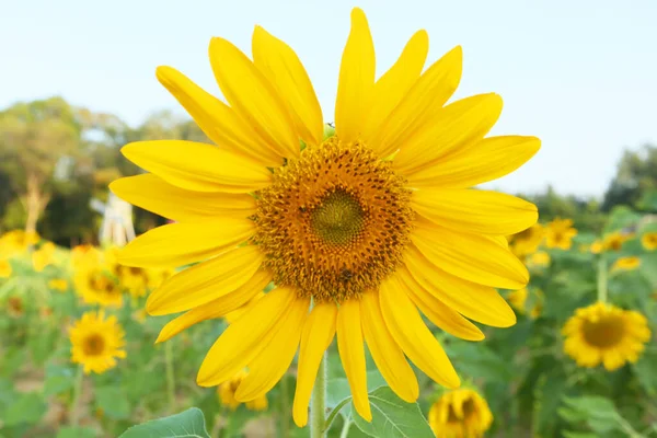 Close View Beautiful Blooming Sunflowers Field — ストック写真