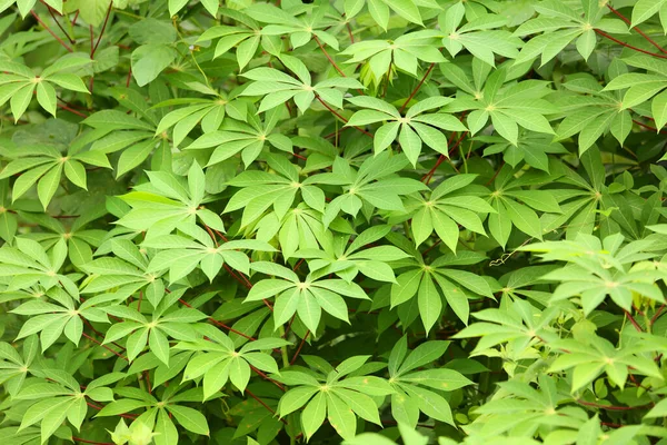 Nahaufnahme Von Frischen Grünen Blättern Garten Stockbild