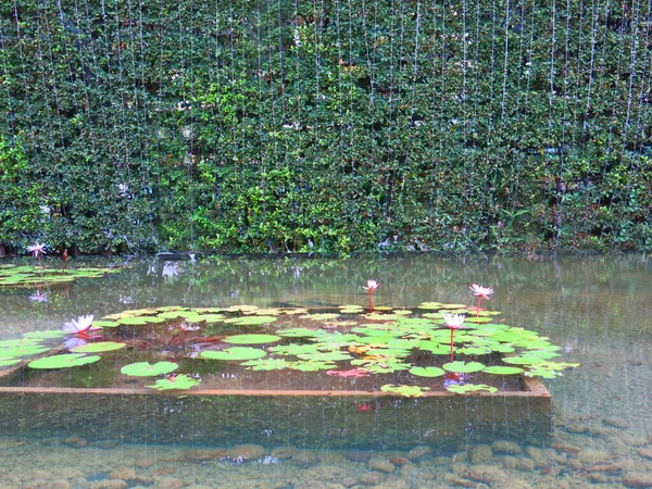 Green Plants Garden Wall Lotus Flowers Pool — Stock Fotó