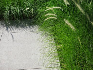 Taze yeşil çimlerin yakın plan görüntüsü, parkta çimenler.