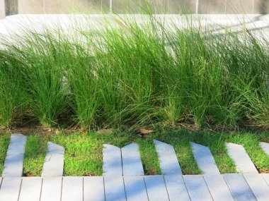 Taze yeşil çimlerin yakın plan görüntüsü, parkta çimenler.