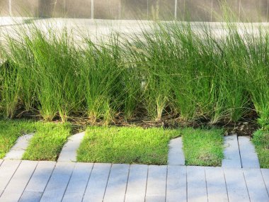 Taze yeşil çimlerin yakın plan görüntüsü, parkta çimenler.