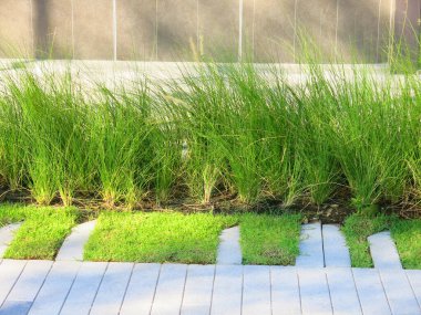 Taze yeşil çimlerin yakın plan görüntüsü, parkta çimenler.