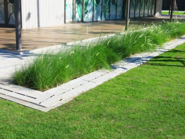 Taze yeşil çimlerin yakın plan görüntüsü, parkta çimenler.