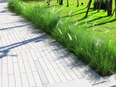 Taze yeşil çimlerin yakın plan görüntüsü, parkta çimenler.