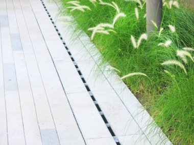 Taze yeşil çimlerin yakın plan görüntüsü, parkta çimenler.