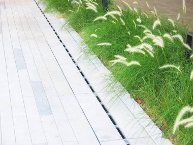 Taze yeşil çimlerin yakın plan görüntüsü, parkta çimenler.