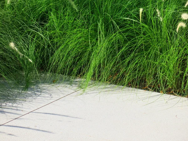 Taze yeşil çimlerin yakın plan görüntüsü, parkta çimenler.