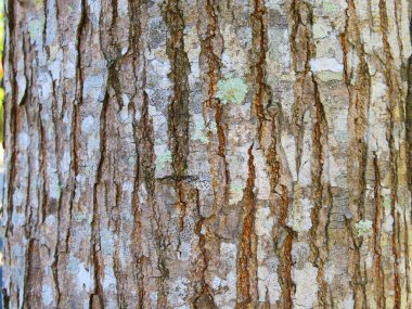 Ağaç kabuğu dokusunun yakın plan görüntüsü