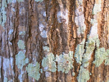 Ağaç kabuğu dokusunun yakın plan görüntüsü