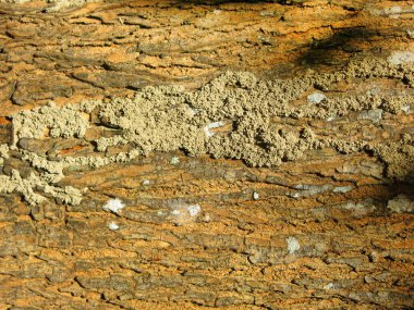 Ağaç kabuğu dokusunun yakın plan görüntüsü