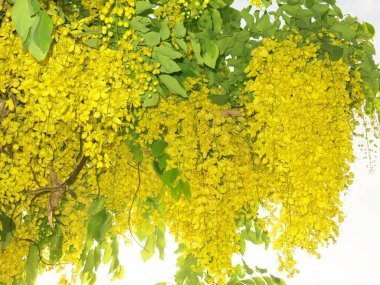 Güneşli bir günde açan güzel sarı çiçeklerin yakın plan görüntüsü