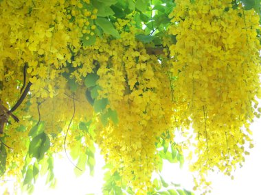 Güneşli bir günde açan güzel sarı çiçeklerin yakın plan görüntüsü