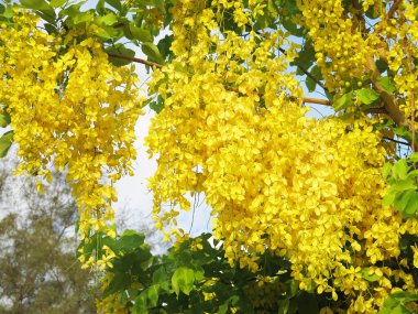 Güneşli bir günde açan güzel sarı çiçeklerin yakın plan görüntüsü
