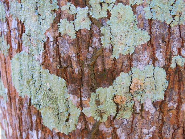 Close View Tree Bark Texture — 스톡 사진