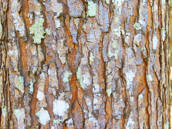 Close View Tree Bark Texture — Φωτογραφία Αρχείου
