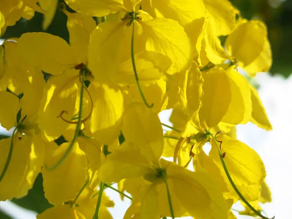 Close View Beautiful Blooming Yellow Flowers Sunny Day — 图库照片