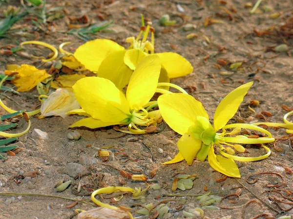 Vista Cerca Hermosas Flores Amarillas Flor Día Soleado — Foto de Stock