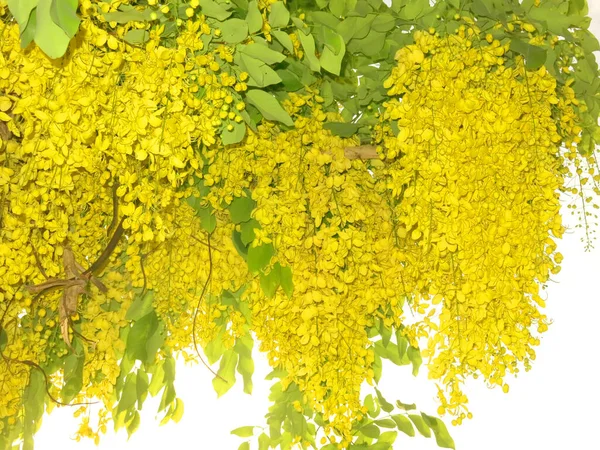 Close View Beautiful Blooming Yellow Flowers Sunny Day — 图库照片