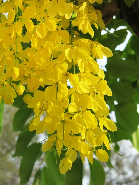 Close View Beautiful Blooming Yellow Flowers Sunny Day — Stockfoto