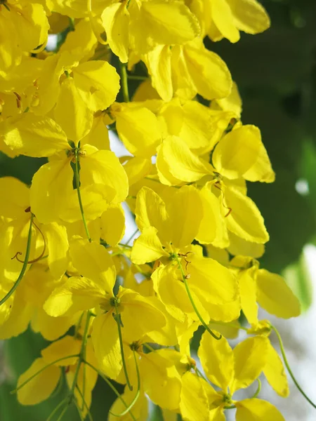 Κοντινή Θέα Των Όμορφων Ανθισμένων Κίτρινων Λουλουδιών Την Ηλιόλουστη Μέρα — Φωτογραφία Αρχείου