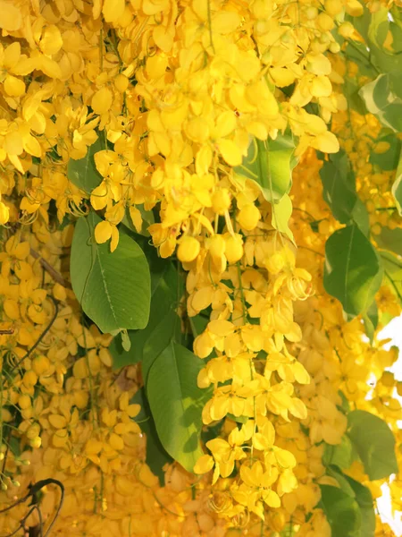 Close View Beautiful Blooming Yellow Flowers Sunny Day — 图库照片